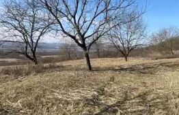 Livadă de nuci – 2 ha | Acces DN17 | Investiție profitabilă - Cristur