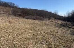 Livadă de nuci – 2 ha | Acces DN17 | Investiție profitabilă - Cristur