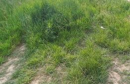 Teren intravilan , 1000mp, Unirea