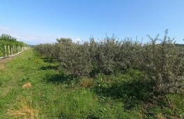 Teren +afacere (plantatie de catina), 55000mp, Exterior Vest