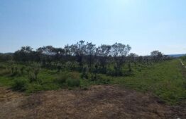 Teren +afacere (plantatie de catina), 55000mp, Exterior Vest