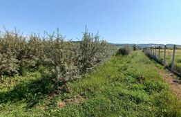 Teren +afacere (plantatie de catina), 55000mp, Exterior Vest