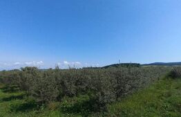 Teren +afacere (plantatie de catina), 55000mp, Exterior Vest