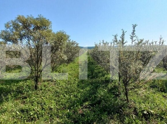 Teren de vânzare Exterior Vest - 148143TV | BLITZ Bistriţa | Poza4