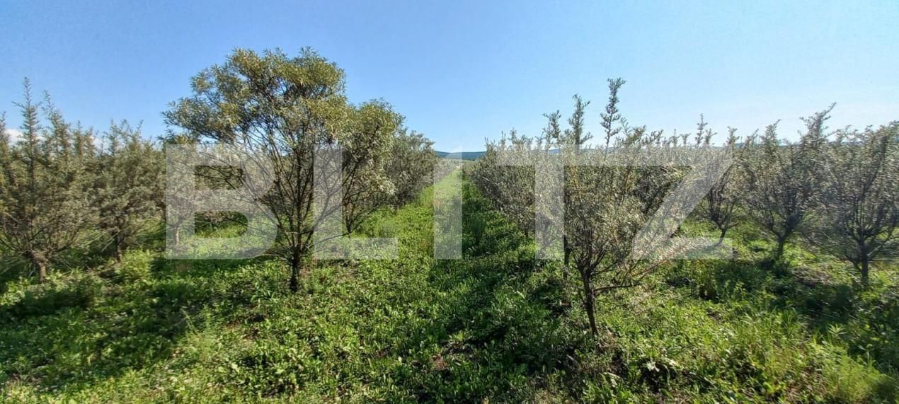 Teren de vânzare Exterior Vest - 148143TV | BLITZ Bistriţa | Poza4