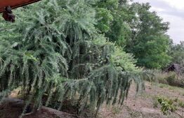 Casa de vacanta la 30 de km de oras, rulota bonus