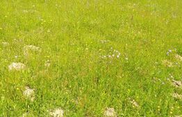 Teren intravilan Colibita,1000mp