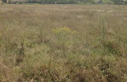 Teren de vanzare INTRAVILAN 