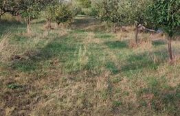 Teren cu livada 120 pomi,imprejmuit 33Ari,intravilan,zona Nasaudului