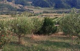 Teren cu livada 120 pomi,imprejmuit 33Ari,intravilan,zona Nasaudului