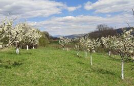 Teren cu livada 120 pomi,imprejmuit 33Ari,intravilan,zona Nasaudului