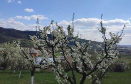 Teren cu livada 120 pomi,imprejmuit 33Ari,intravilan,zona Nasaudului