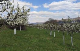 Teren cu livada 120 pomi,imprejmuit 33Ari,intravilan,zona Nasaudului