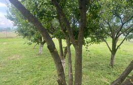 Teren extravilan 10 ari cu Cabana de 45 mp 