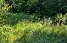 Teren 30 ari cu padure si faneata in Lunca Ilvei