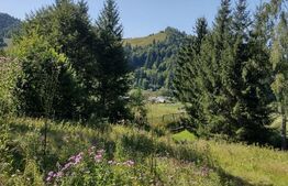 Teren 30 ari cu padure si faneata in Lunca Ilvei