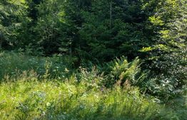 Teren 30 ari cu padure si faneata in Lunca Ilvei