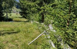 Teren 30 ari cu padure si faneata in Lunca Ilvei