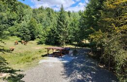 Cabana rustica, Colibita, 10 ari de teren