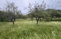 Teren extravilan 24.150 mp in zona Dorolea