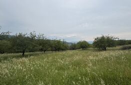 Teren extravilan 24.150 mp in zona Dorolea
