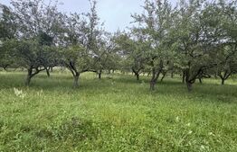 Teren extravilan 24.150 mp in zona Dorolea