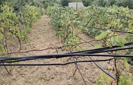 Cabana 70 mp,teren 1200 mp,livada+vita de vie,zona Valea Ghinzi