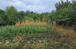 Cabana 70 mp,teren 1200 mp,livada+vita de vie,zona Valea Ghinzi