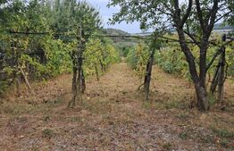 Cabana 70 mp,teren 1200 mp,livada+vita de vie,zona Valea Ghinzi