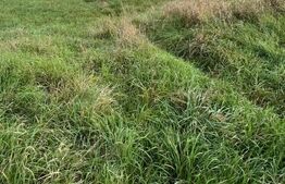 Teren de Vanzare, foarte aproape de Crama Jelna 