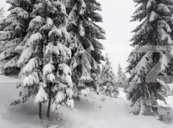 Teren de vânzare Colibiţa - 163763TV | BLITZ Bistriţa | Poza2