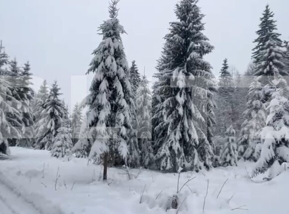 Teren de vânzare Colibiţa - 163763TV | BLITZ Bistriţa | Poza1