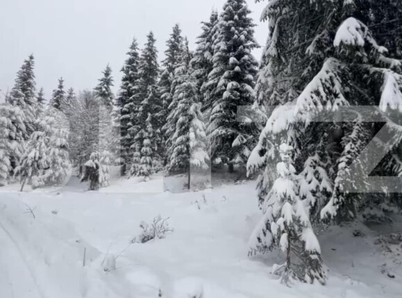 Teren de vânzare Colibiţa - 163764TV | BLITZ Bistriţa | Poza4