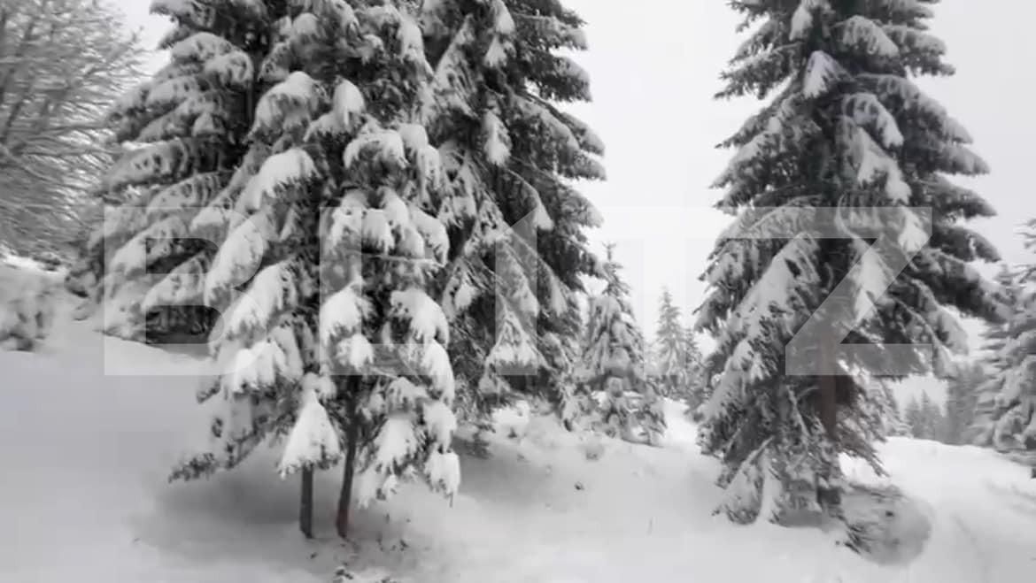 Teren de vânzare Colibiţa - 163765TV | BLITZ Bistriţa | Poza2