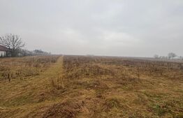 Teren Intravilan, 3000 mp, zona Chintelnic