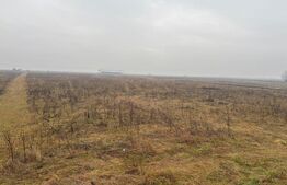 Teren Intravilan, 3000 mp, zona Chintelnic