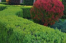 Casa individuala, cu 6 camere, 260 mp+1000 mp teren, zona Unirea (Diana)