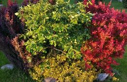 Casa individuala, cu 6 camere, 260 mp+1000 mp teren, zona Unirea (Diana)