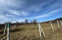 Teren extravilan de vanzare, 1000 mp, zona Valea Rusului 