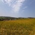 Teren de vânzare Est - 171964TV - Poza 1 din 8 | BLITZ Bistriţa | Poza1