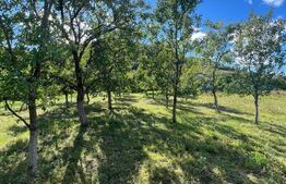 Teren intravilan 500mp Saratel