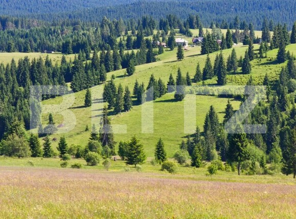 Teren de vânzare Piatra Fantanele - 178431TV | BLITZ Bistriţa | Poza5