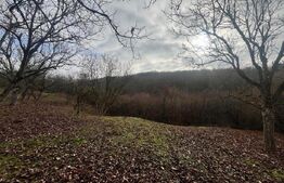 Teren extravilan, 4 hectare, langa livada de mere Ghinda 