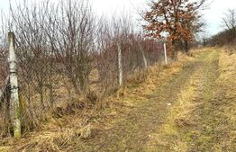 Teren extravilan de vanzare, Valea Budavului 