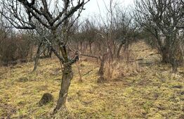 Teren extravilan de vanzare, Valea Budavului 