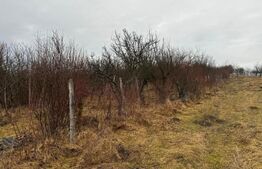 Teren extravilan de vanzare, Valea Budavului 