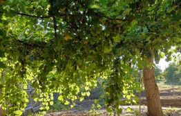 Casă de vânzare – Budacu de Jos | 6 km de centrul Bistriței | Teren 24 arii