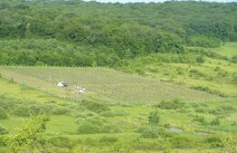 Afacere la Cheie: Plantație Afine BIO – 1.93 Ha – Profit Garantat