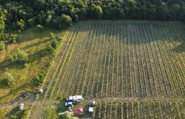 Afacere la Cheie: Plantație Afine BIO – 1.93 Ha – Profit Garantat