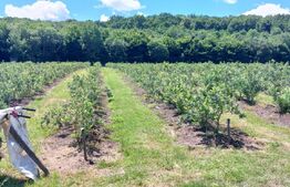 Afacere la Cheie: Plantație Afine BIO – 1.93 Ha – Profit Garantat